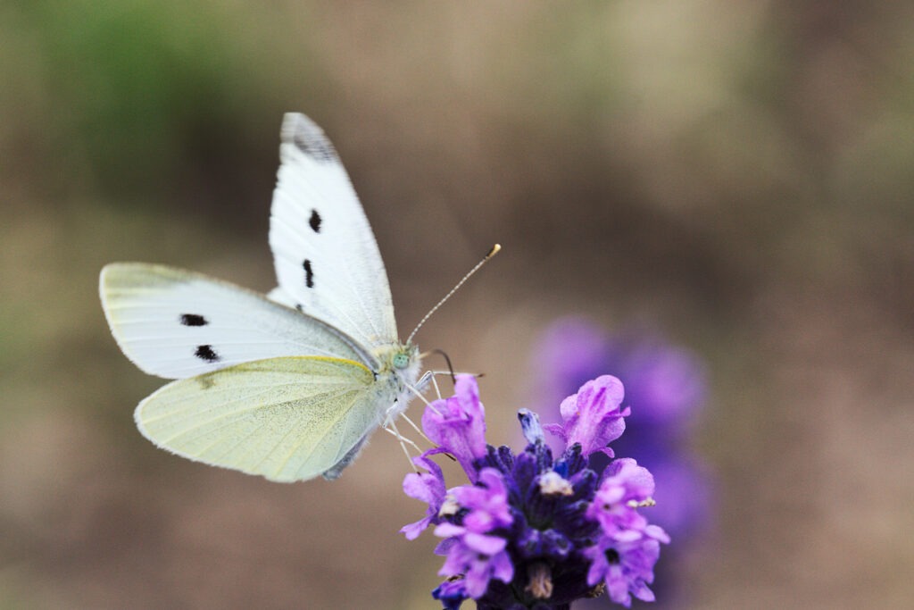 Tips for a Virginia Butterfly Garden - Lewis Ginter Botanical Garden