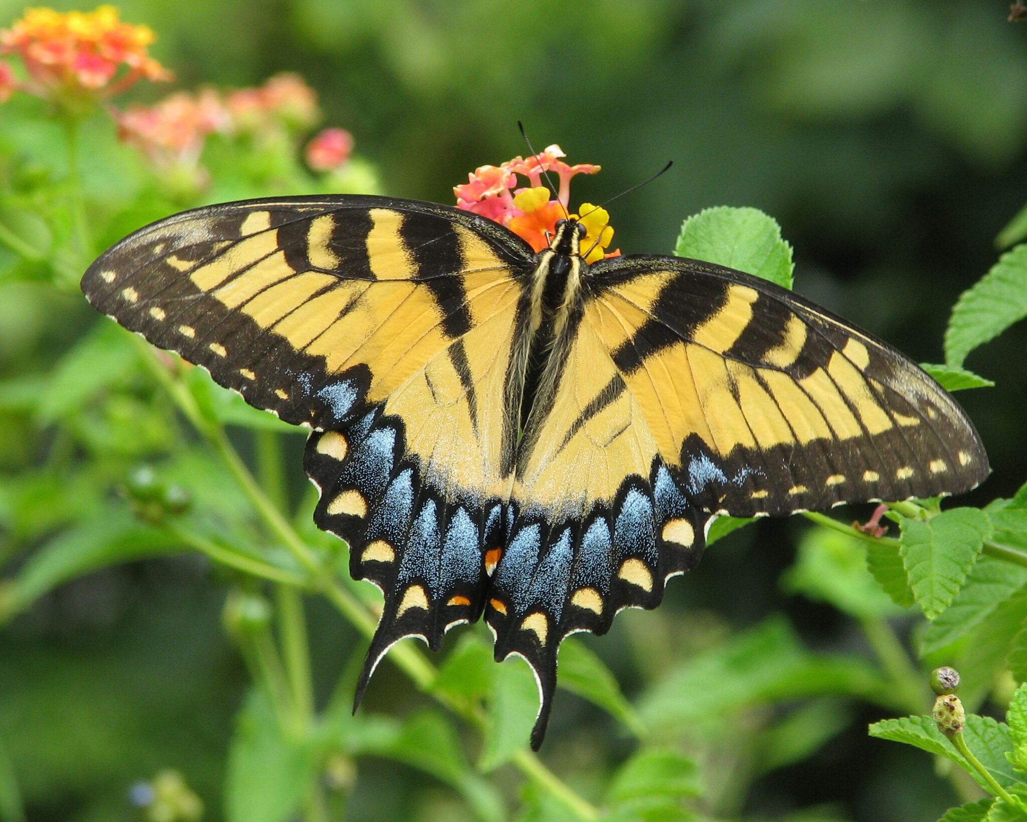 Tips for a Virginia Butterfly Garden - Lewis Ginter Botanical Garden