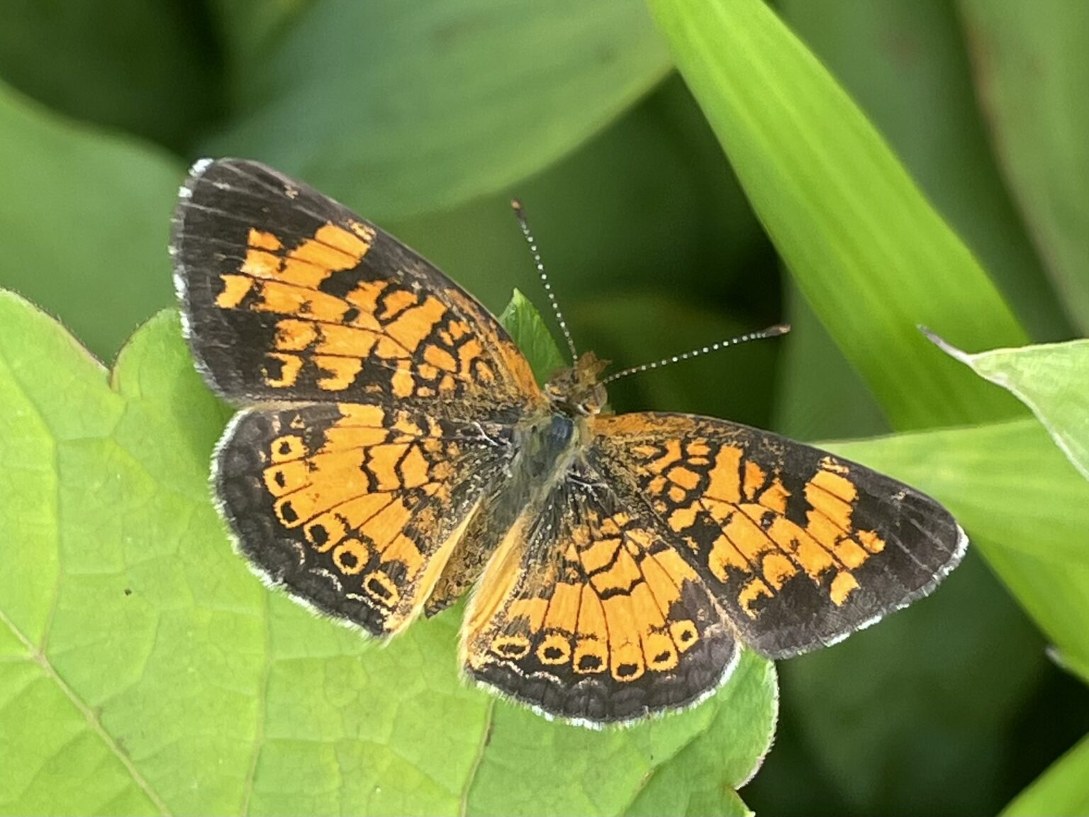 Tips for a Virginia Butterfly Garden - Lewis Ginter Botanical Garden