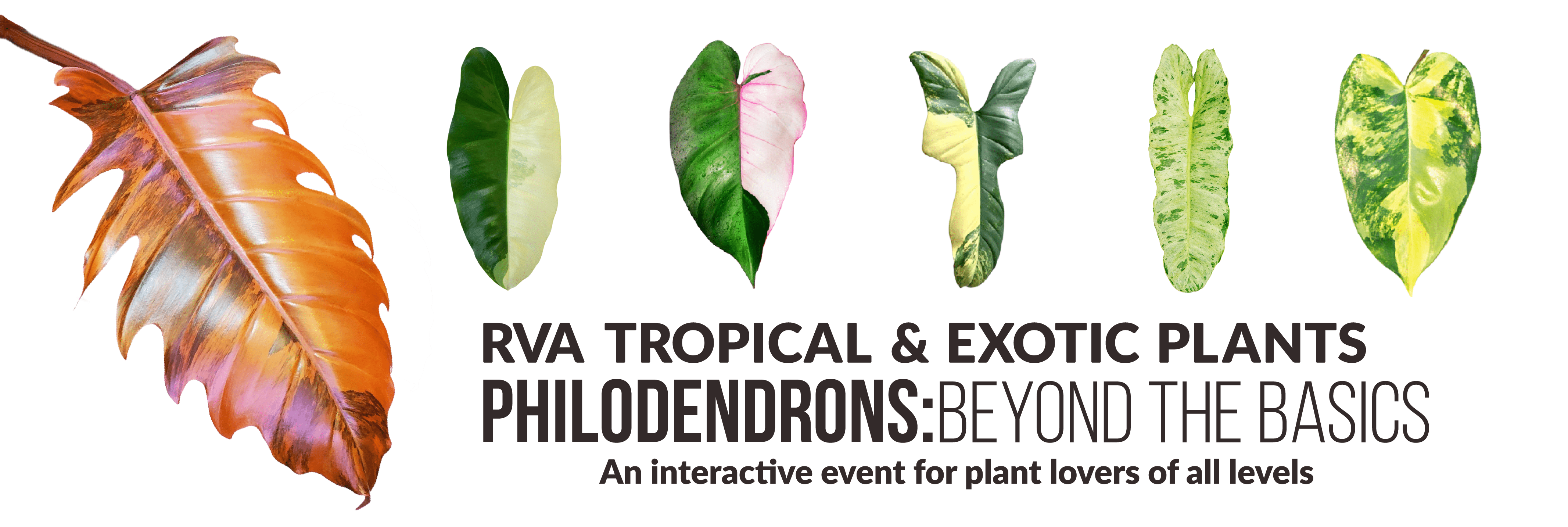 Philodendrons: Beyond the Basics
