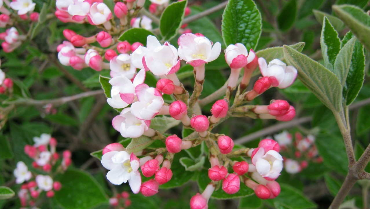 Burkwood viburnum-Viburnum x burkwoodii 'Mohawk' - Lewis Ginter ...