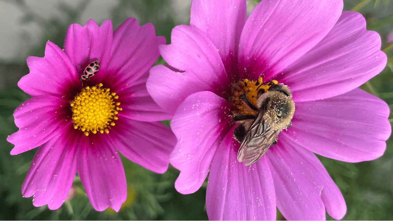 Spring Planting for Pollinators