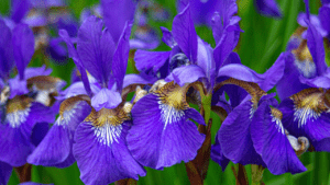 Watercolor Techniques: Irises