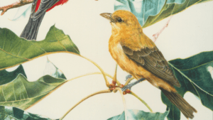 Painting Birds, Patricia Savage