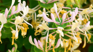 Invasive Plants: Japanese Honeysuckle