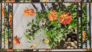 Garden Photo Collage