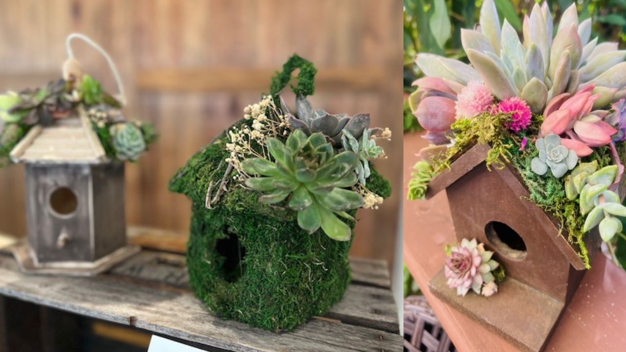 Living Succulent Birdhouse