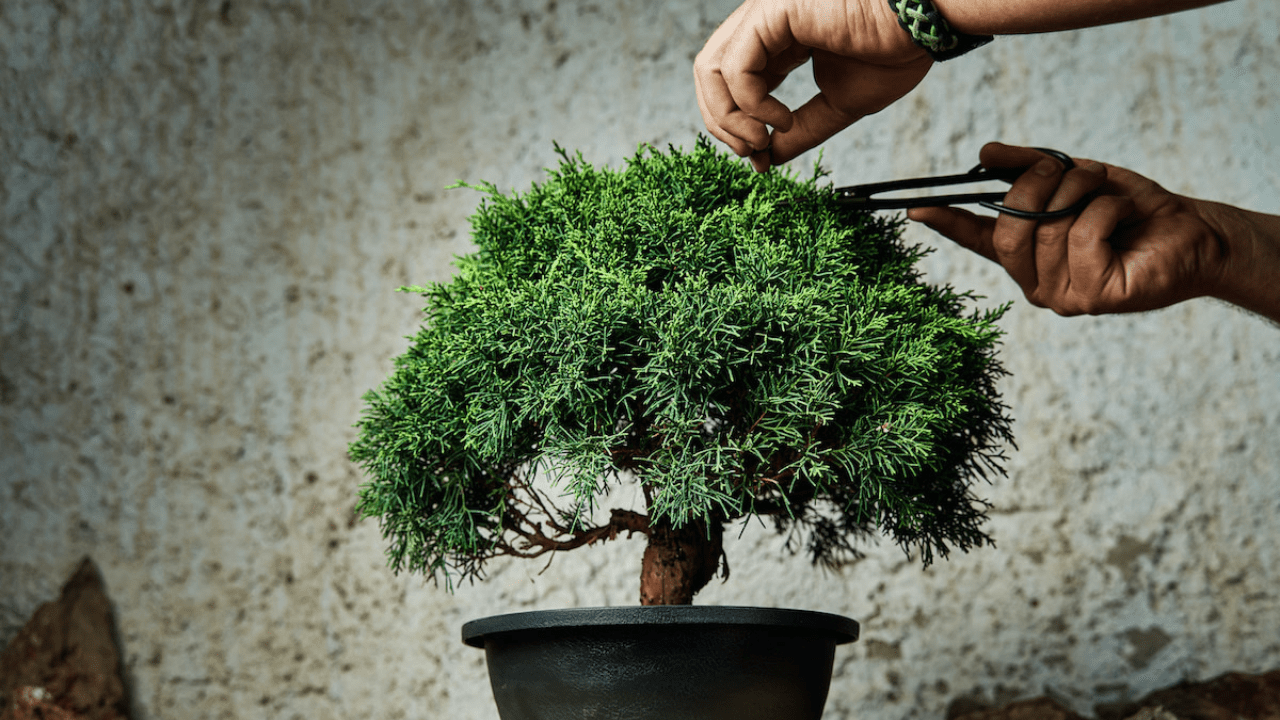 Bonsai for the Intermediate Grower