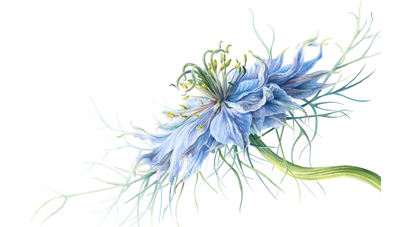 Botanical Illustration Classes at Lewis Ginter Botanical Garden - Painting with Light and Color