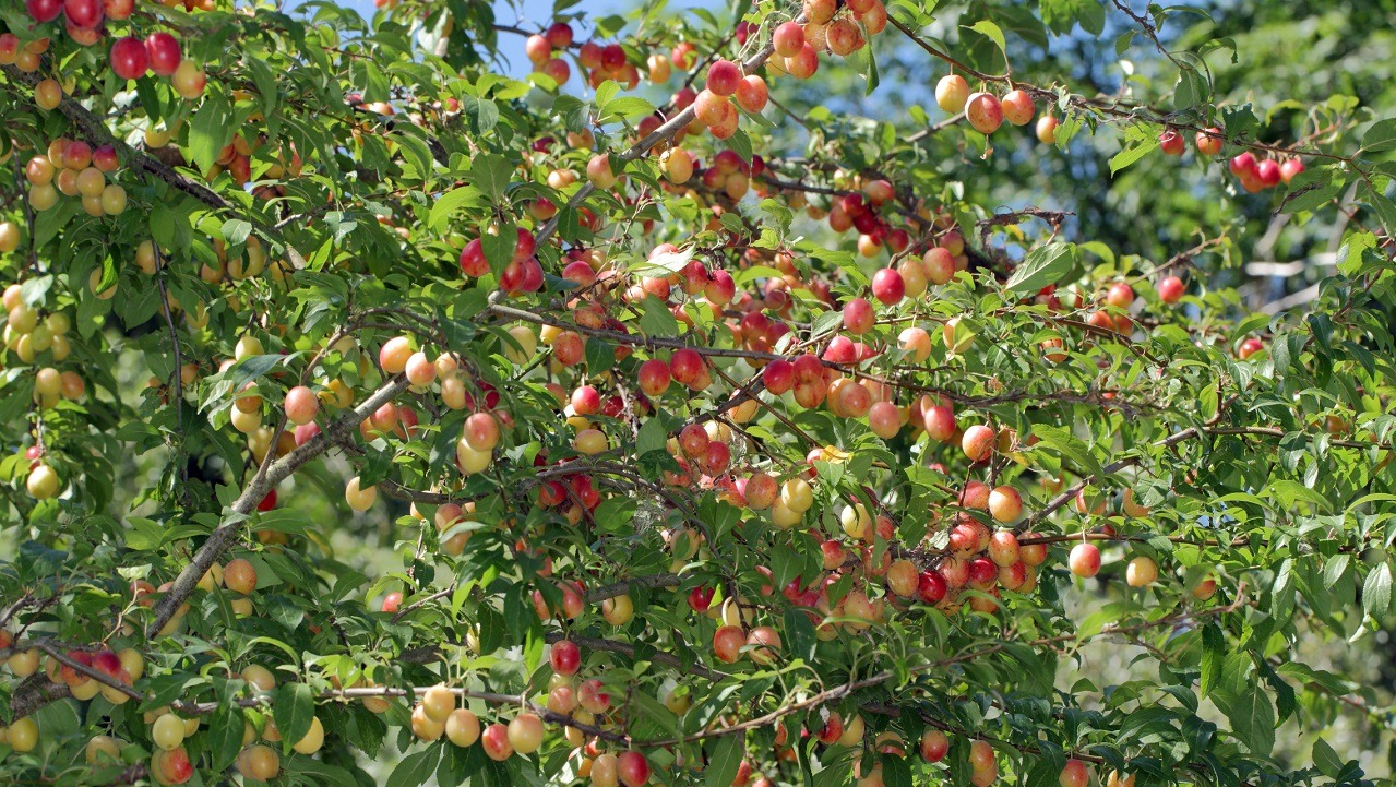 Backyard Orchard: Fruit Cultivation