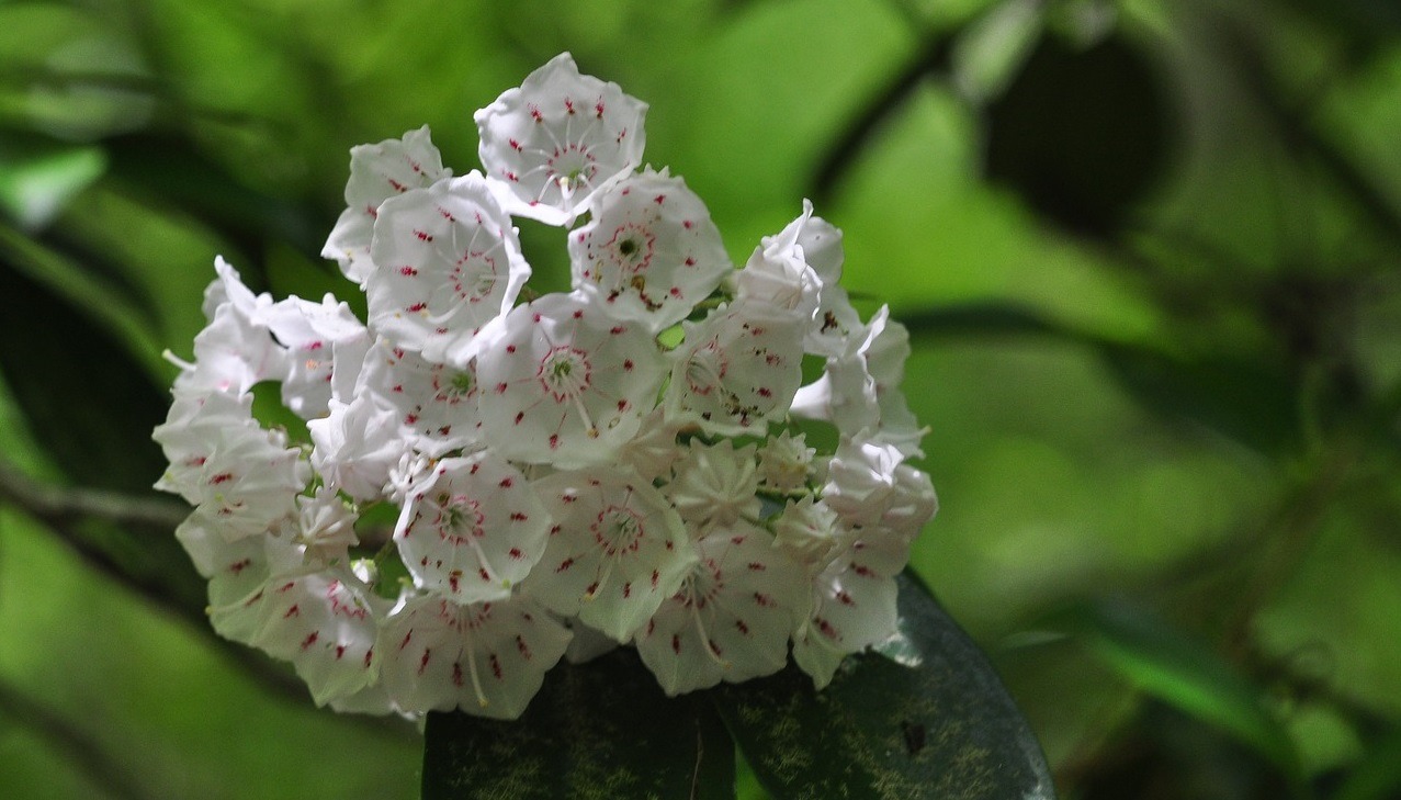 Brighten Your Landscape with Native Flowering Shrubs