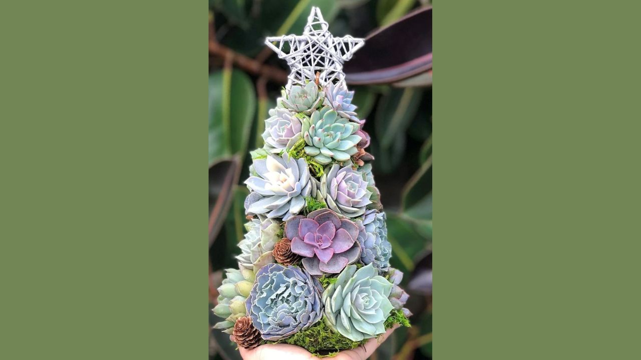 Living Succulent Winter Tree