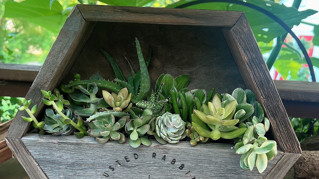 Succulent Wooden Wall Hanging Arrangement