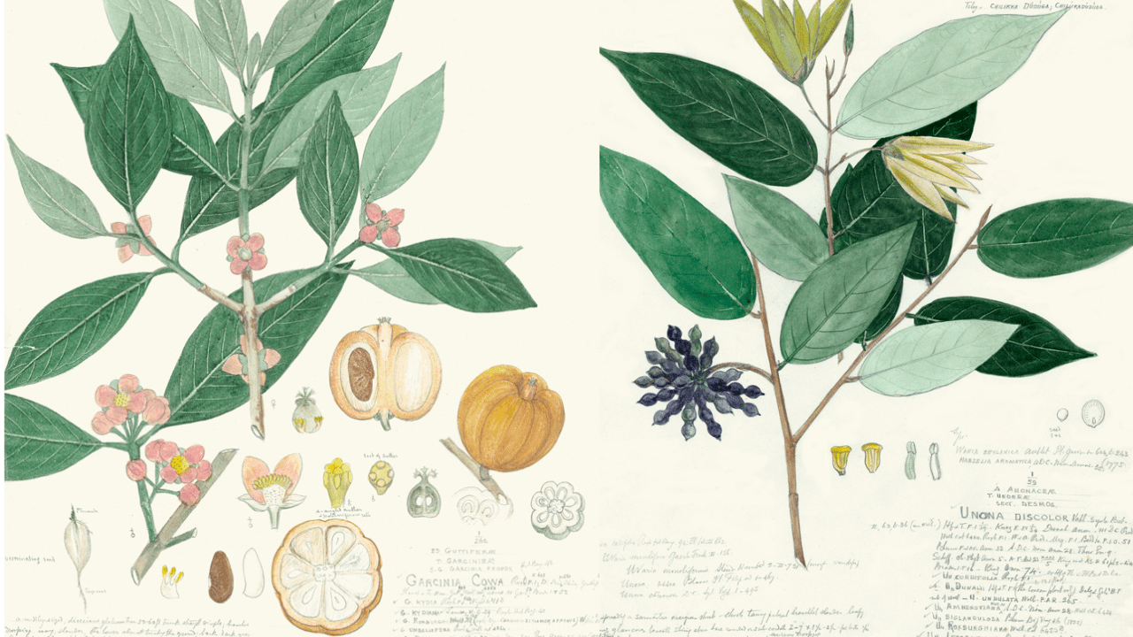 Botanical Art History – Becoming Part of an Enduring Tradition