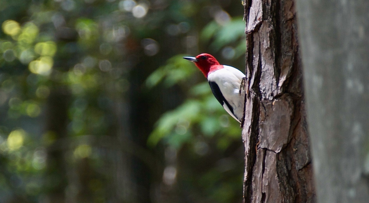 Beyond birding for Beginners