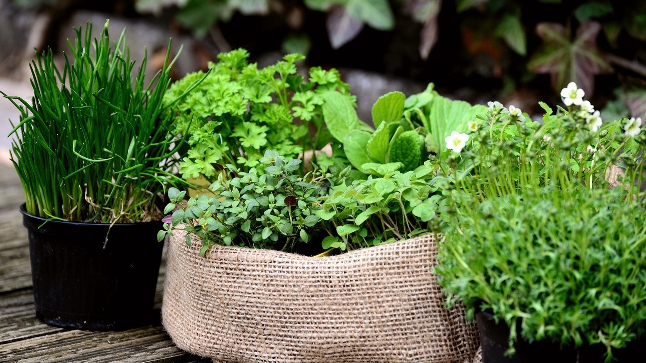 Growing and Using Culinary Herbs